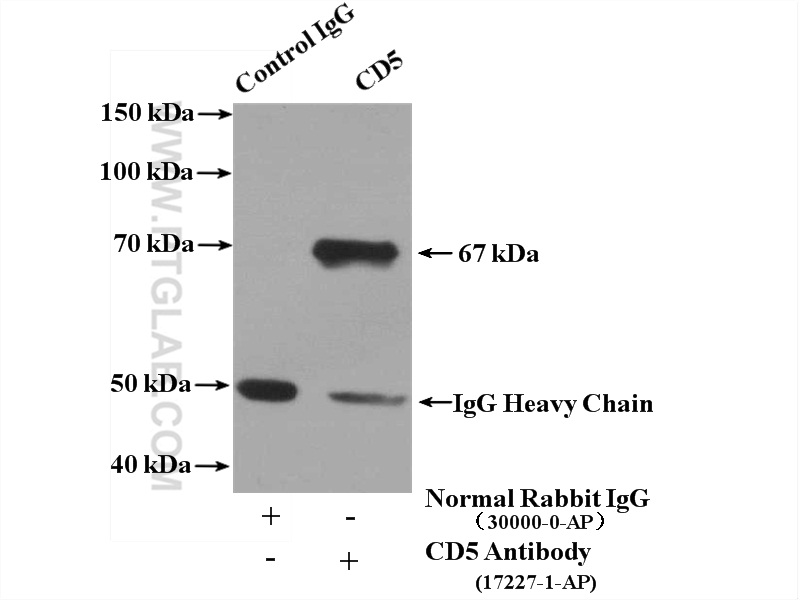 17227-1-AP;mouse liver tissue