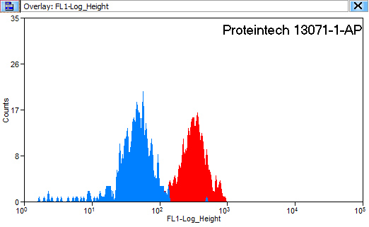 13071-1-AP;K-562 cells