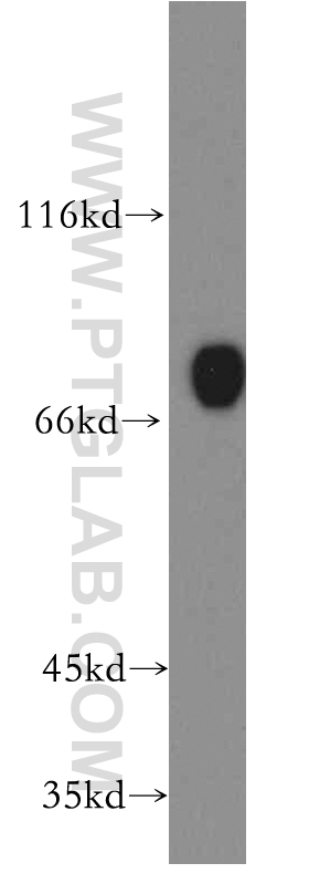 13071-1-AP;K-562 cells