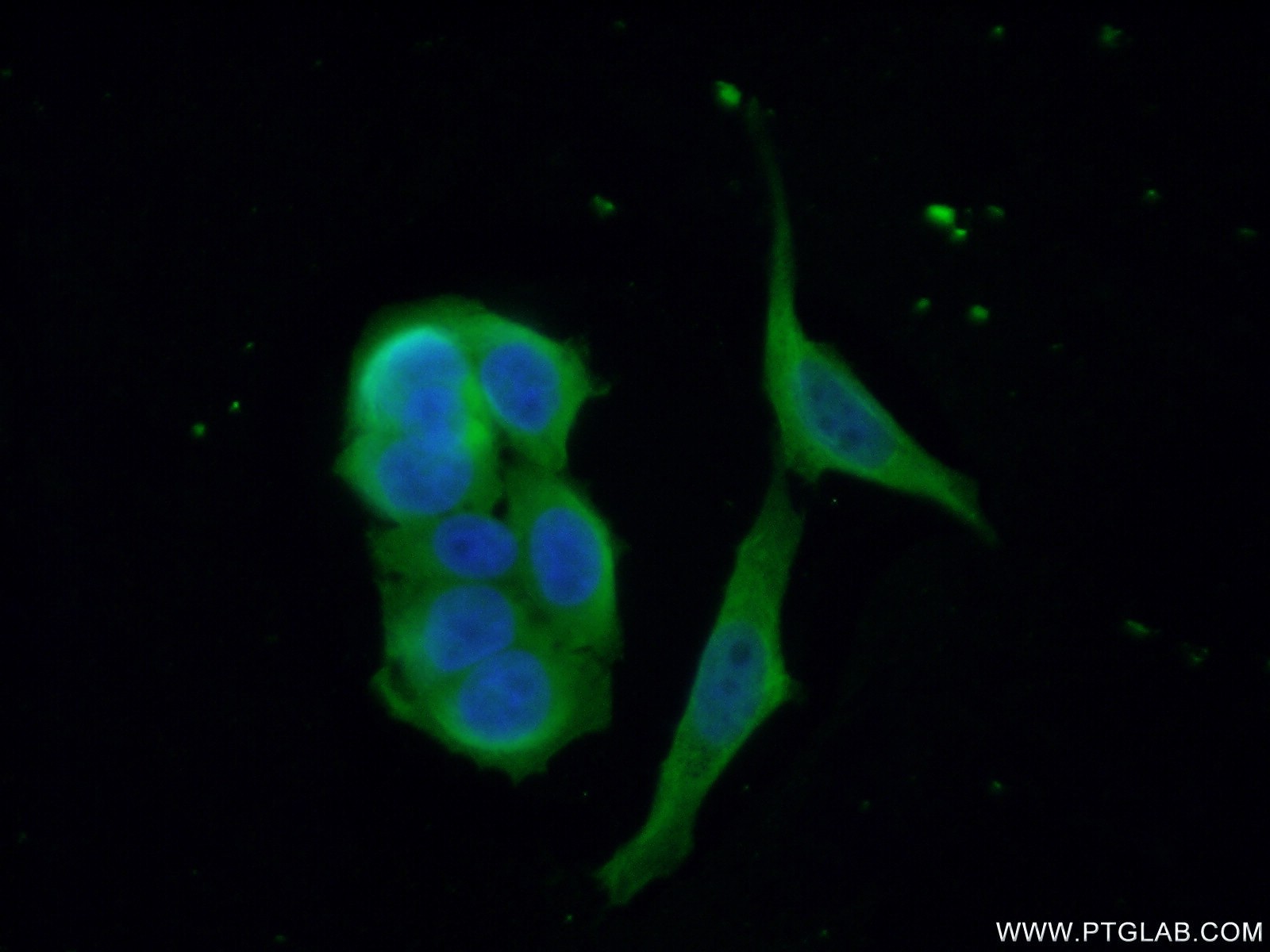 17597-1-AP;HeLa cells