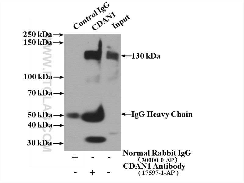 17597-1-AP;K-562 cells