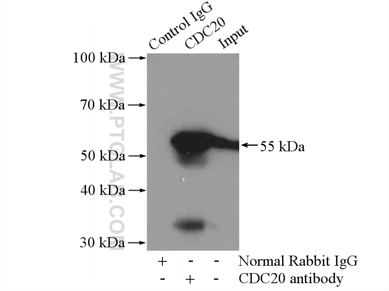 10252-1-AP;Jurkat cells