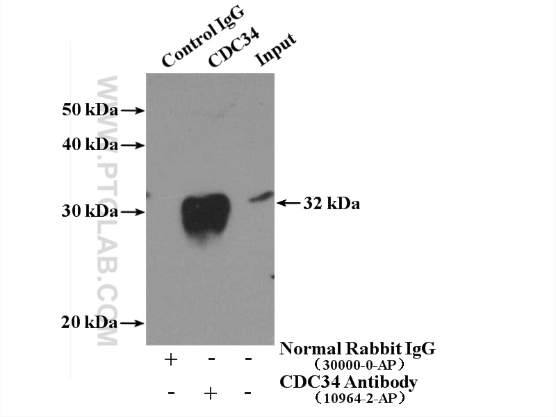 10964-2-AP;mouse testis tissue