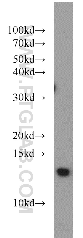 13060-2-AP;HEK-293 cells