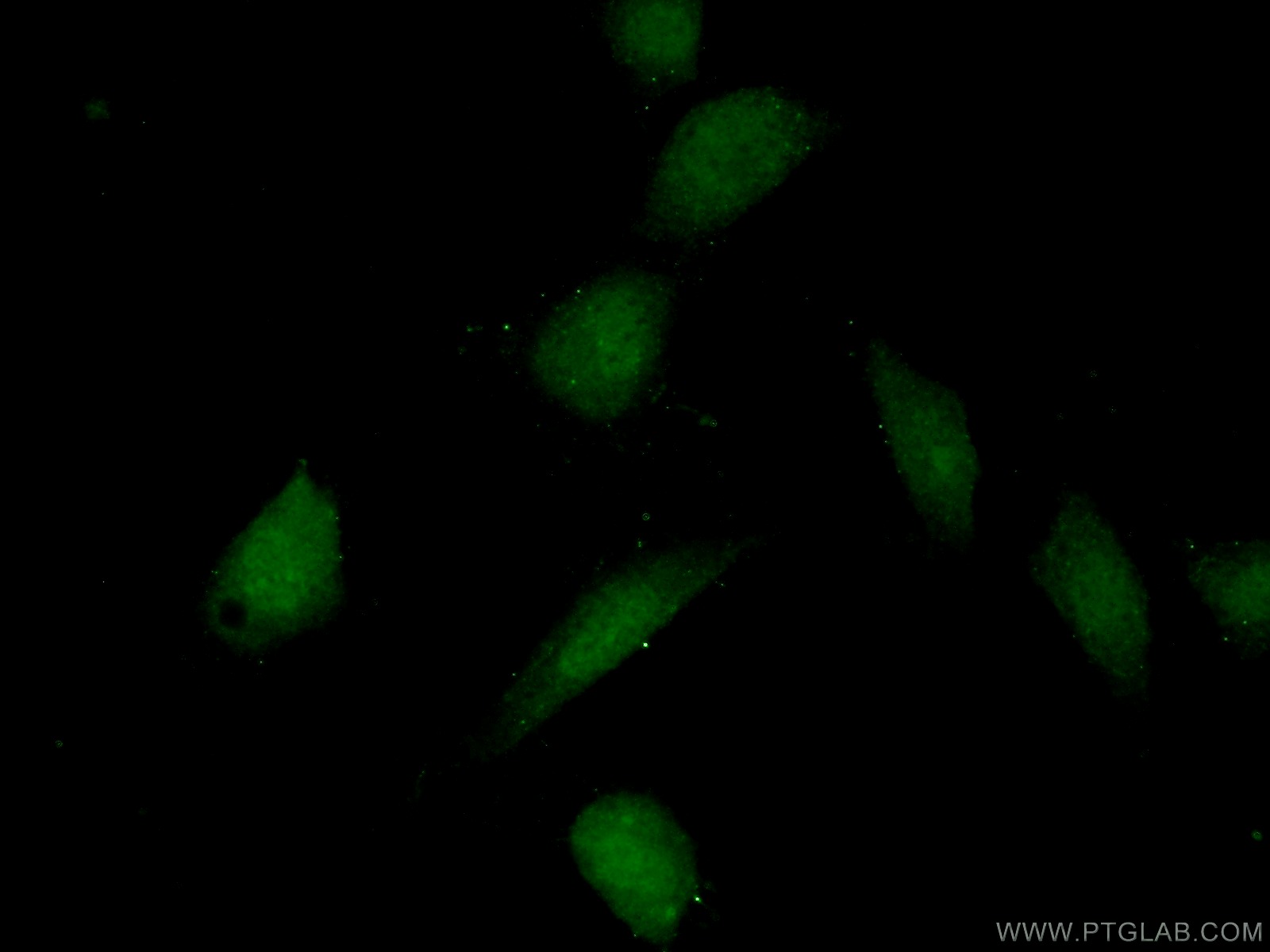 22067-1-AP;NIH/3T3 cells