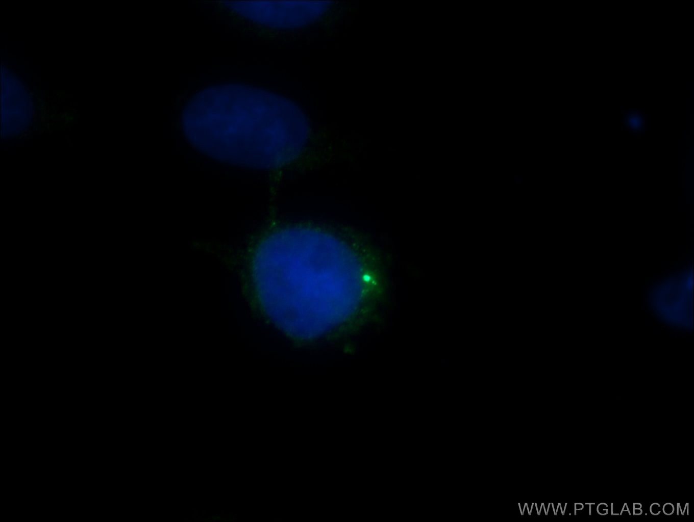 24428-1-AP;MDCK cells