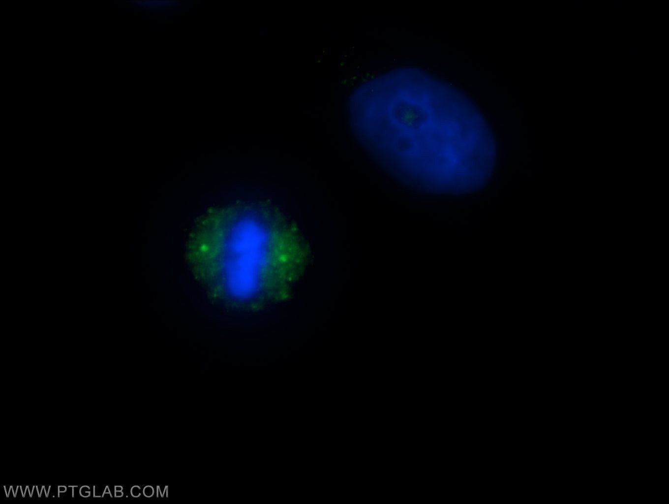 18832-1-AP;HeLa cells