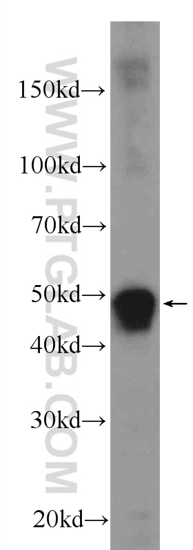 23891-1-AP;human testis tissue