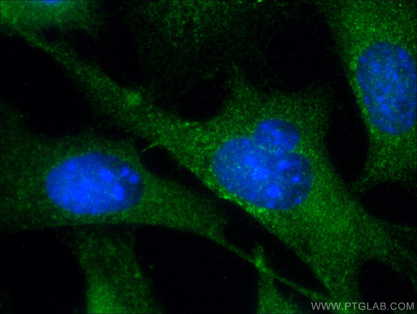 10960-1-AP;NIH/3T3 cells