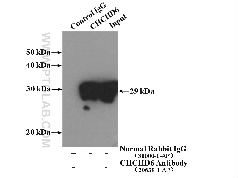 20639-1-AP;HeLa cells