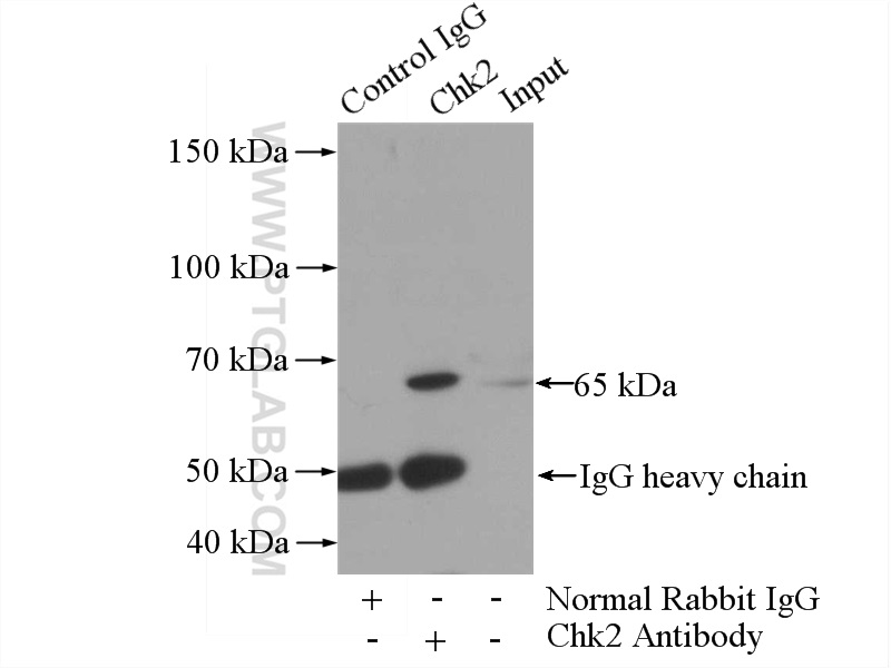 13954-1-AP;HL-60 cells