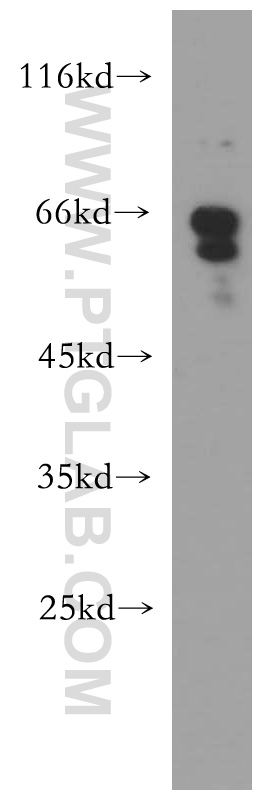 13954-1-AP;Jurkat cells