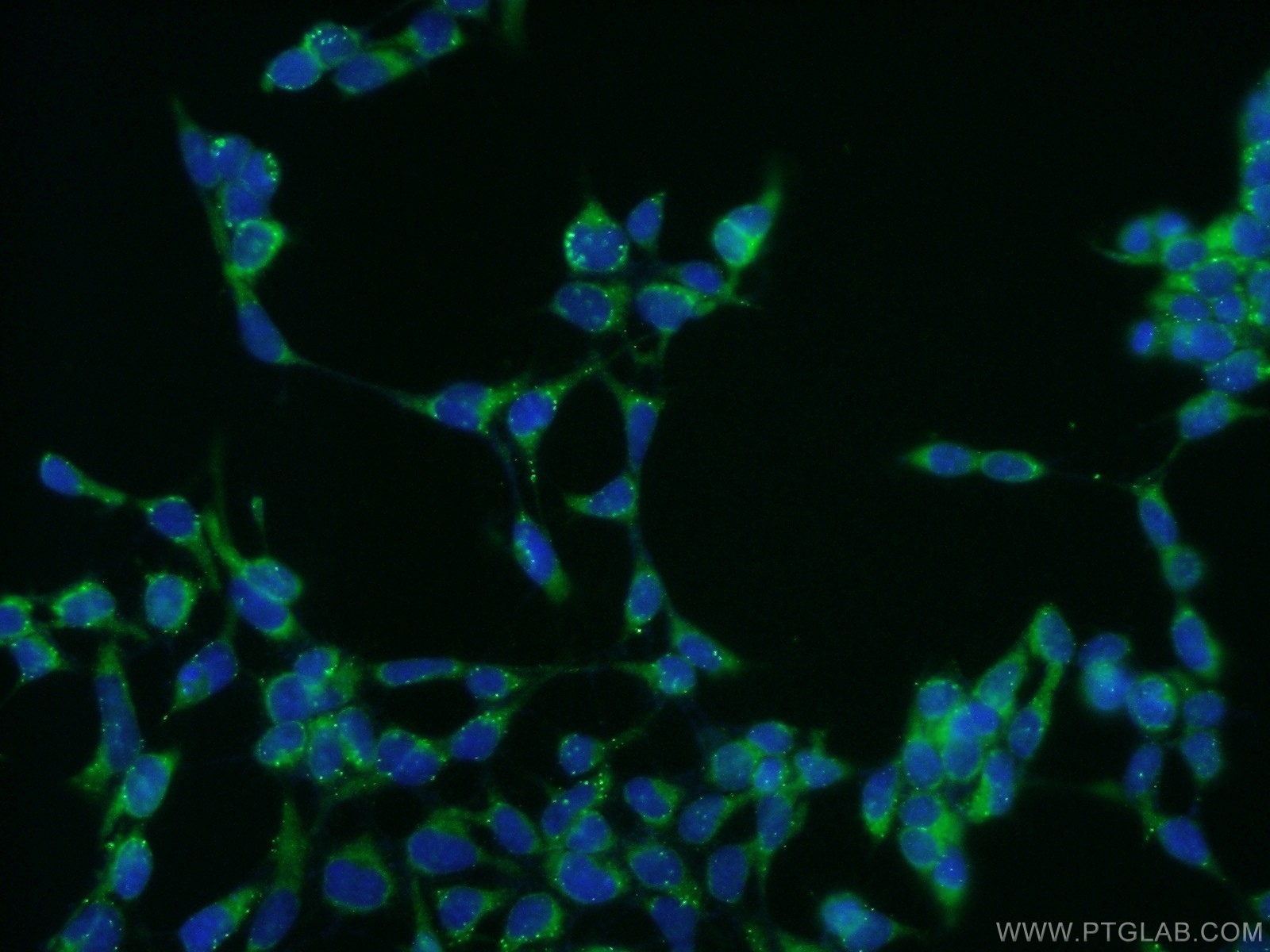 11813-1-AP;HEK-293 cells