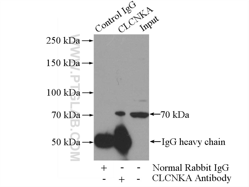 14402-1-AP;HEK-293 cells