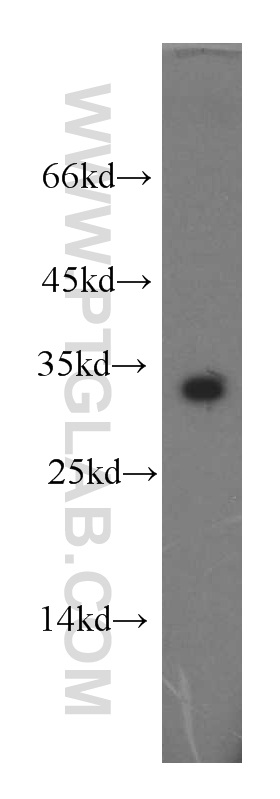 13188-1-AP;Jurkat cells