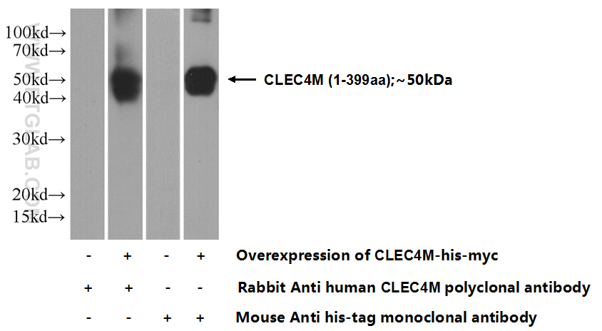 22003-1-AP;Transfected HEK-293 cells