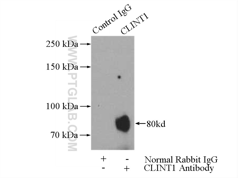 10470-1-AP;HeLa cells