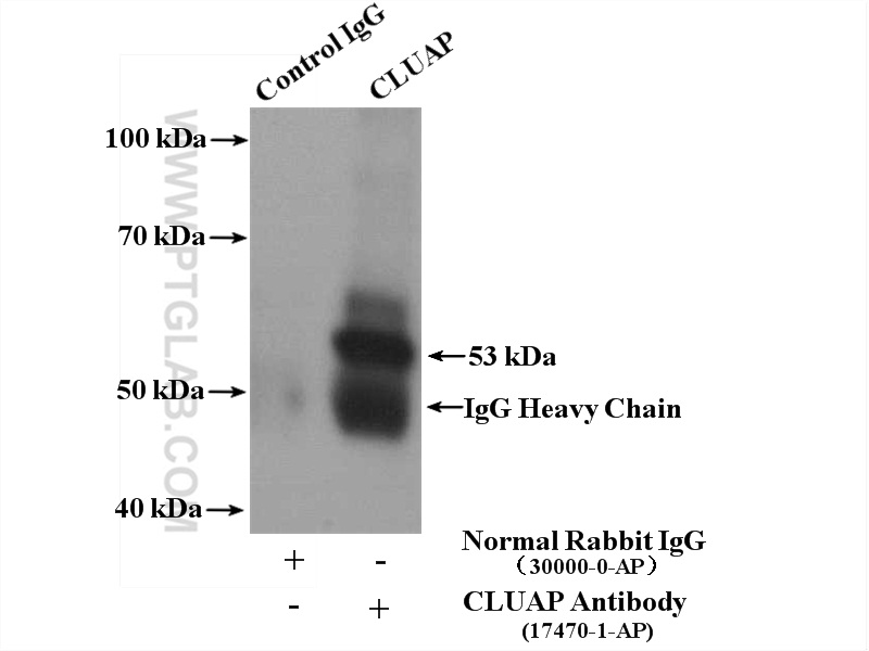 17470-1-AP;HepG2 cells