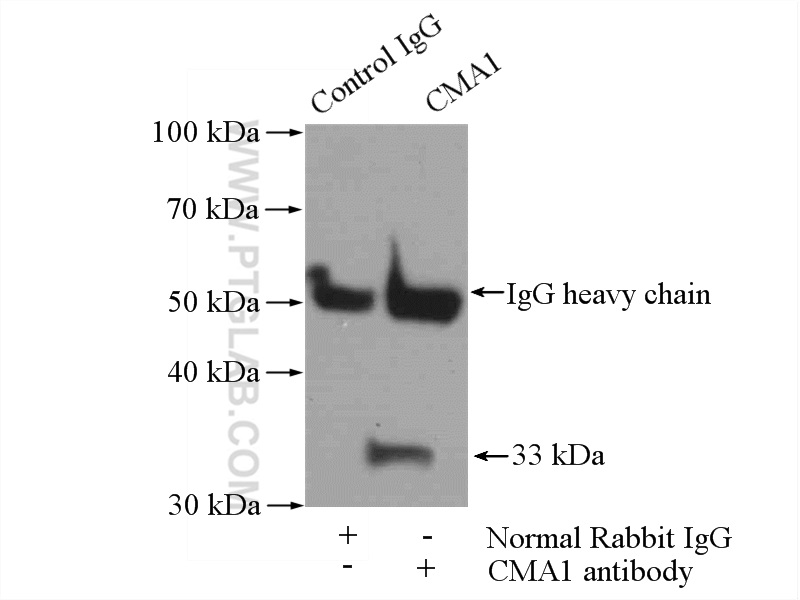 18189-1-AP;mouse heart tissue