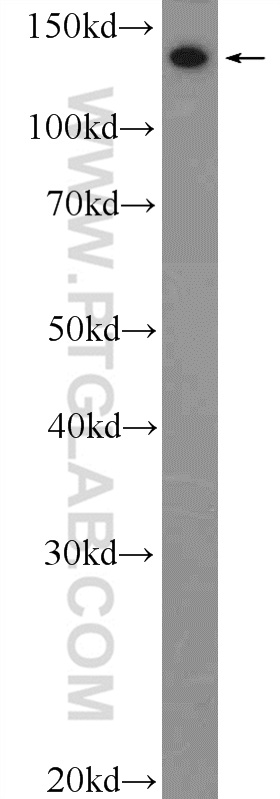 22734-1-AP;mouse skin tissue