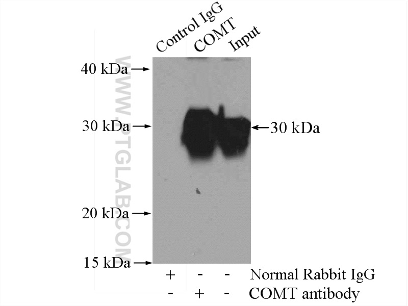 14754-1-AP;K-562 cells