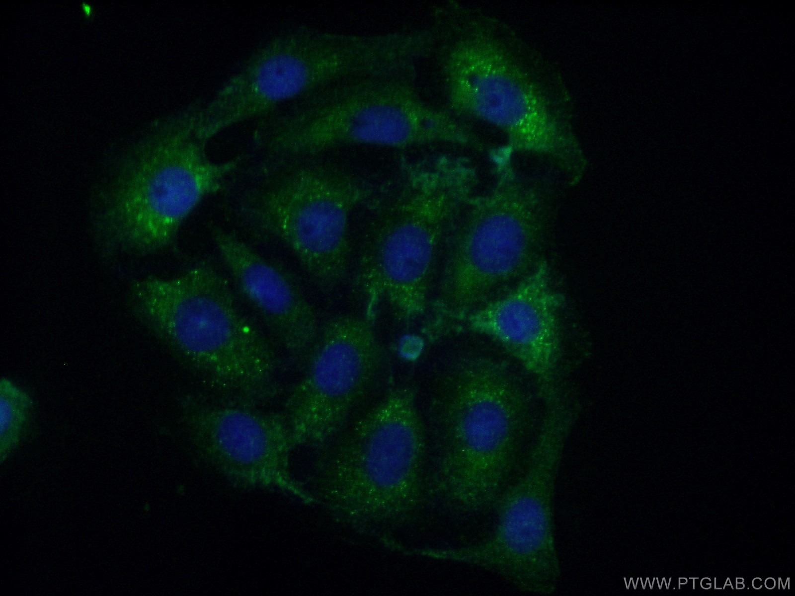 25342-1-AP;SH-SY5Y cells