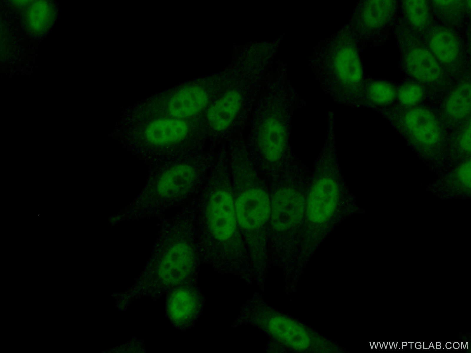 55195-1-AP;HeLa cells