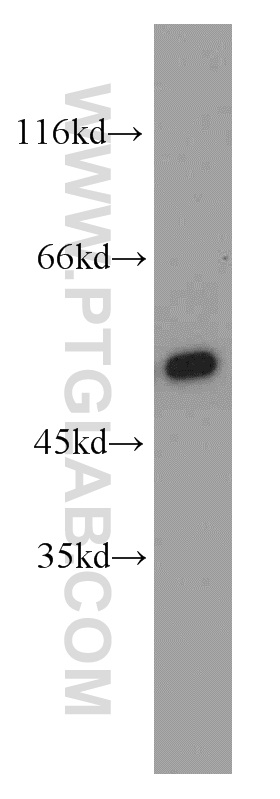 55195-1-AP;mouse brain tissue