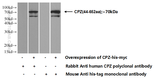 15944-1-AP;Transfected HEK-293 cells