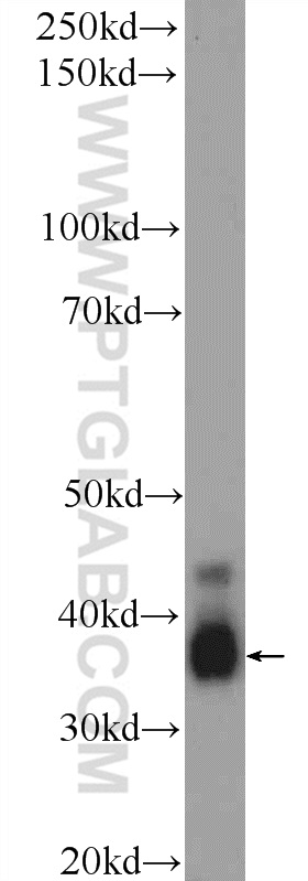 12131-1-AP;rat testis tissue