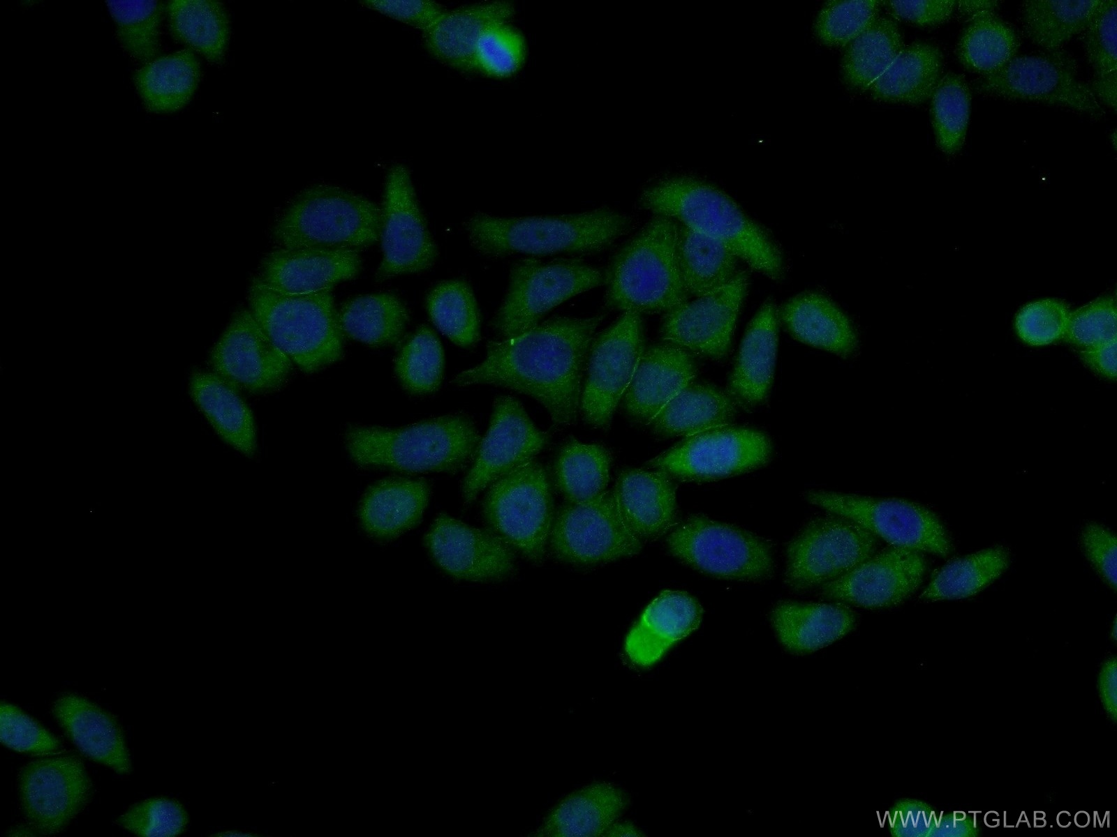 11211-1-AP;L02 cells