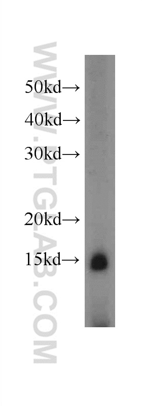 11211-1-AP;L02 cells