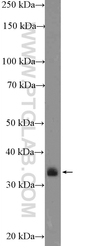 16685-1-AP;A549 cells