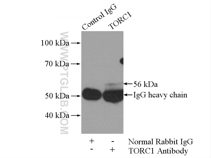 10441-1-AP;mouse kidney tissue