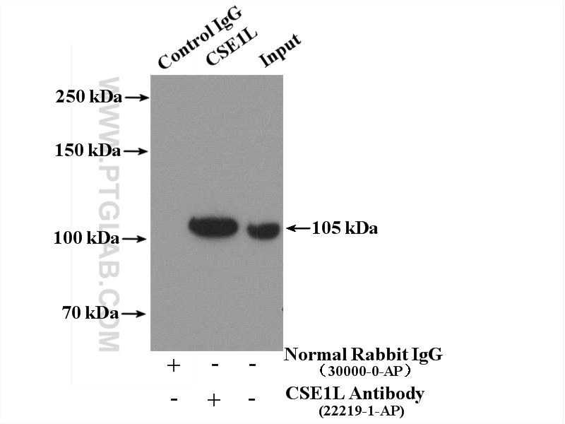 22219-1-AP;HEK-293 cells