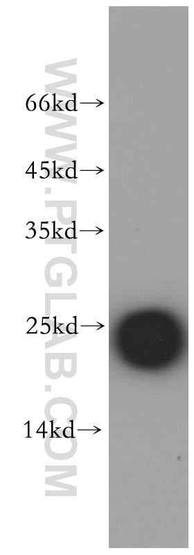 11883-1-AP;human placenta tissue