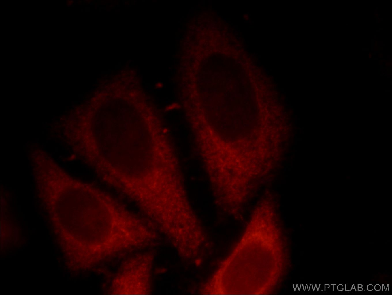 12180-1-AP;HepG2 cells