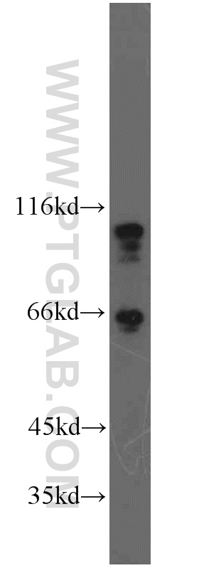 12180-1-AP;RAW264.7 cells