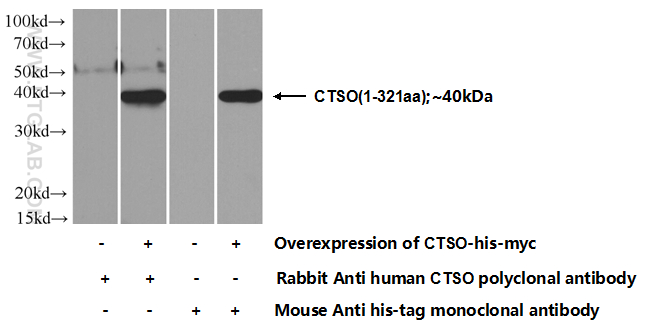 14296-1-AP;Transfected HEK-293 cells