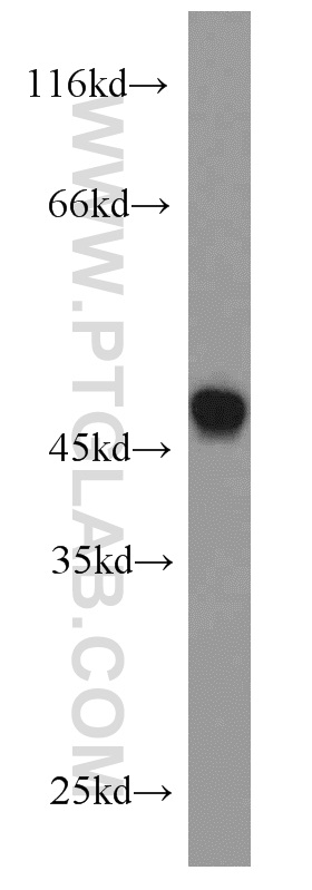 13885-1-AP;HL-60 cells