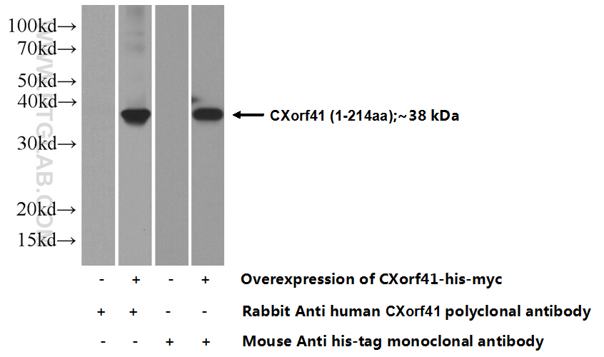 25309-1-AP;Transfected HEK-293 cells