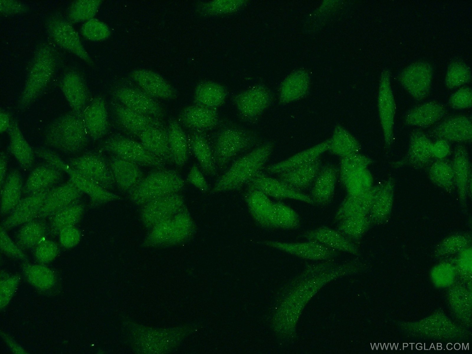 24021-1-AP;HeLa cells