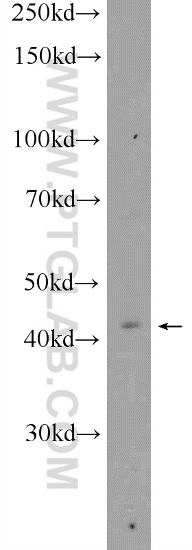 55090-1-AP;MCF-7 cells
