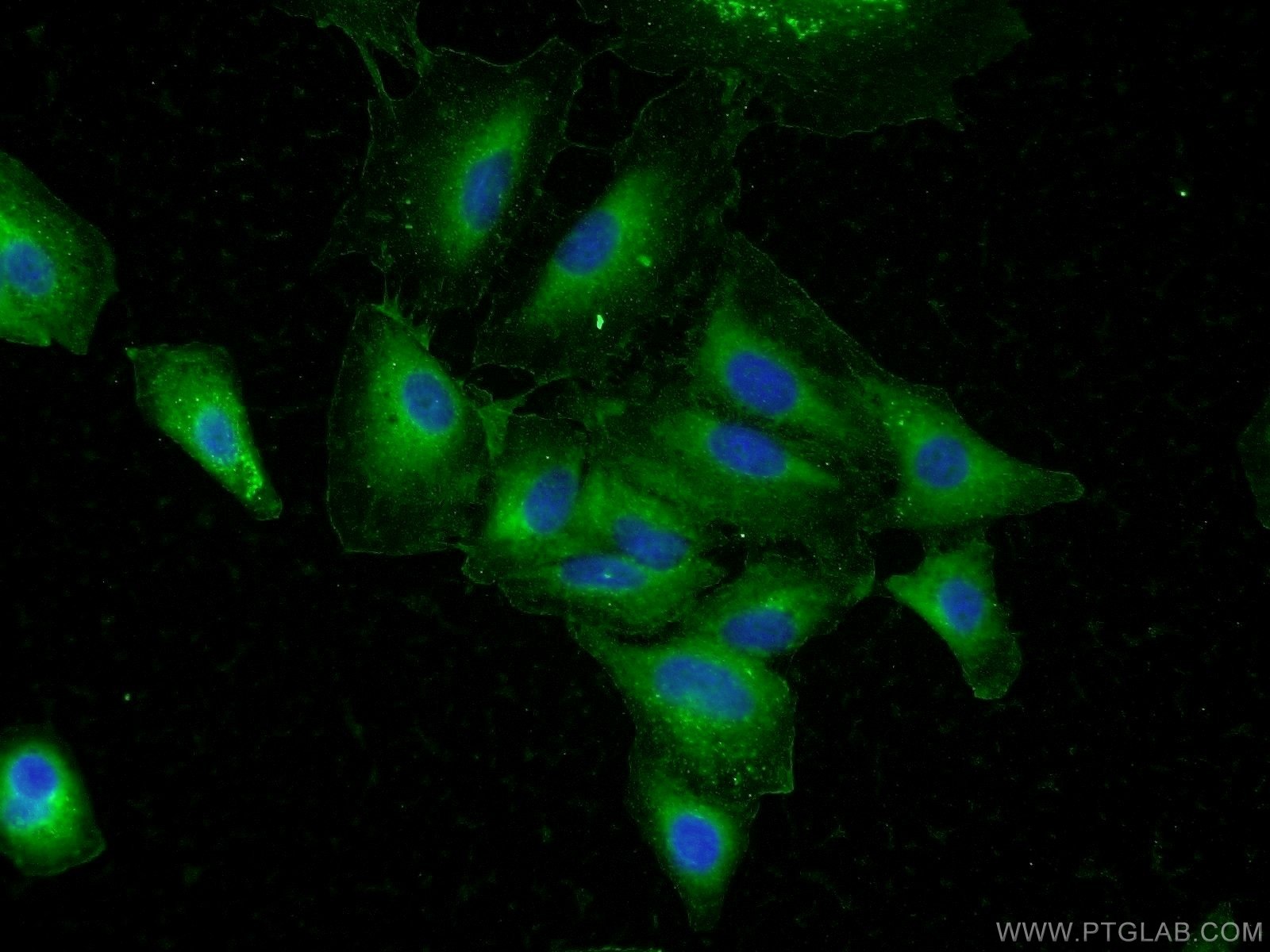 25136-1-AP;A549 cells