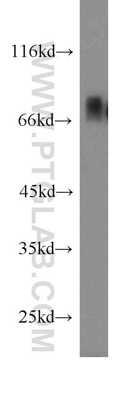 13076-1-AP;NIH/3T3 cell