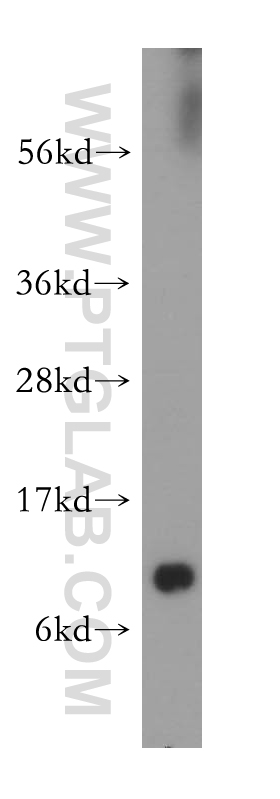 14490-1-AP;human liver tissue