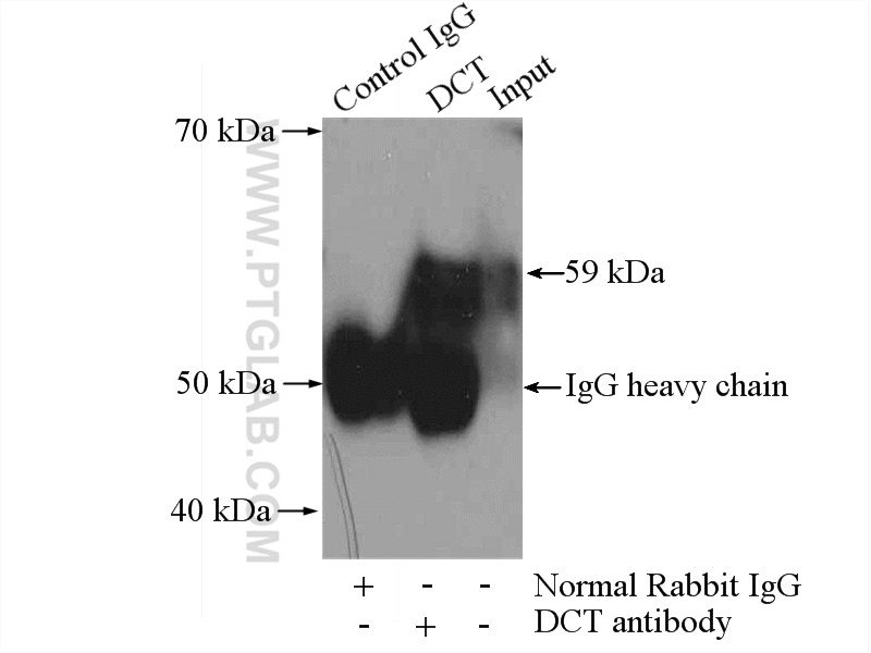 13095-1-AP;HL-60 cells