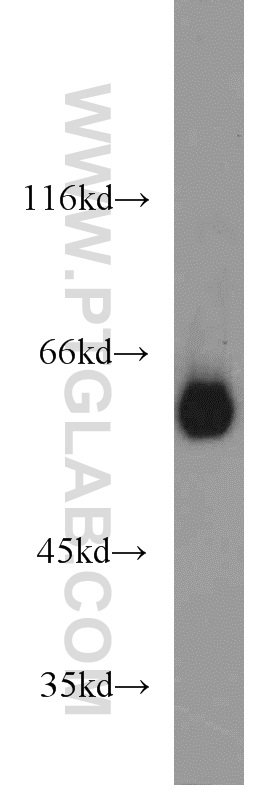 13095-1-AP;HL-60 cells