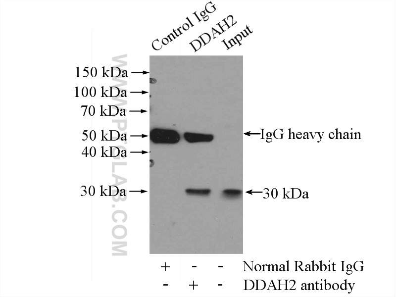 14966-1-AP;COLO 320 cells