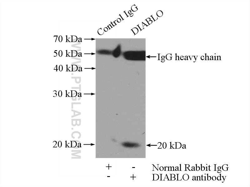 10434-1-AP;HEK-293 cells